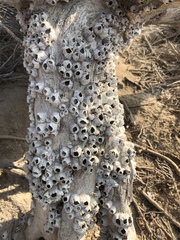 Amphibalanus amphitrite