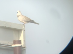 Streptopelia decaocto