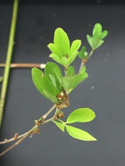 Kummerowia striata