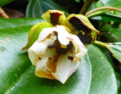 Blakea granatensis, photograph (c) greenline, some rights reserved (CC BY)