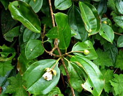 Blakea granatensis, photograph (c) greenline, some rights reserved (CC BY)