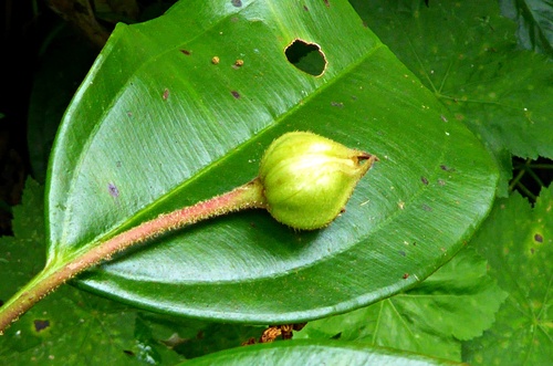 Blakea granatensis