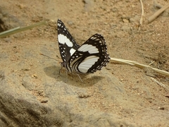 Neptis morosa