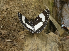 Neptis morosa