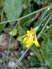 Lapsana communis intermedia