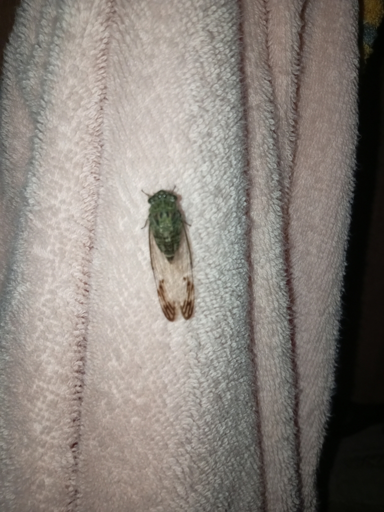 Mexican Specklewing