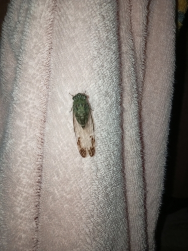 Mexican Specklewing