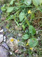 Lapsana communis intermedia