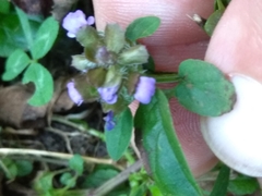 Prunella vulgaris