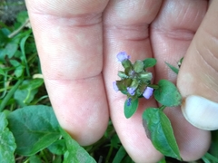Prunella vulgaris