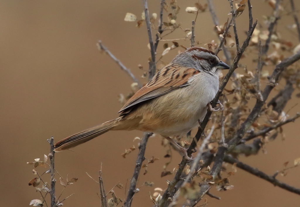 Yungas Sparrow (Rhynchospiza dabbenei) photo