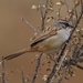 Yungas Sparrow - Photo (c) Sebastián Lescano, some rights reserved (CC BY-NC), uploaded by Sebastián Lescano