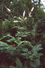 Actaea elata
