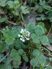 Trifolium repens