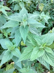 Urtica dioica