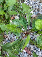 Taraxacum officinale