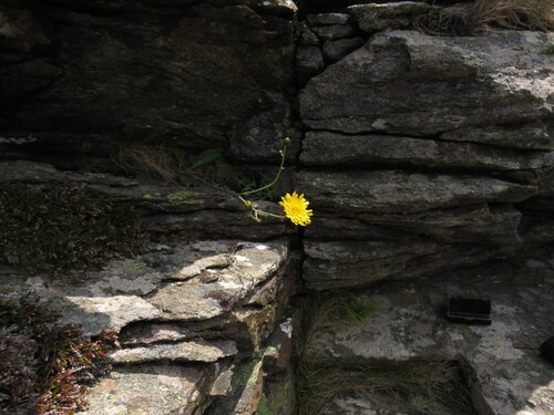 Caledonian hawkweed (Hieracium caledonicum)