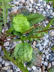 Plantago major