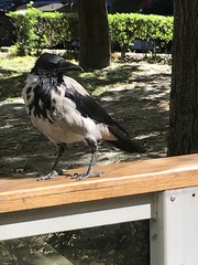 Corvus cornix