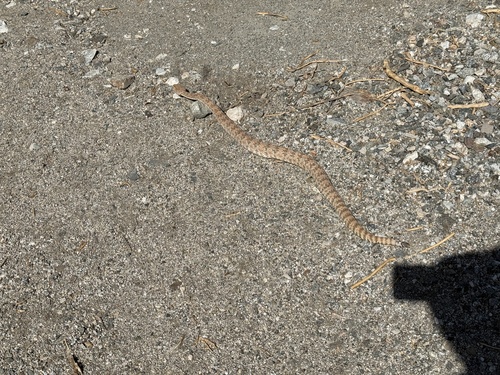iNaturalist observation photo of Southwestern Speckled Rattlesnake