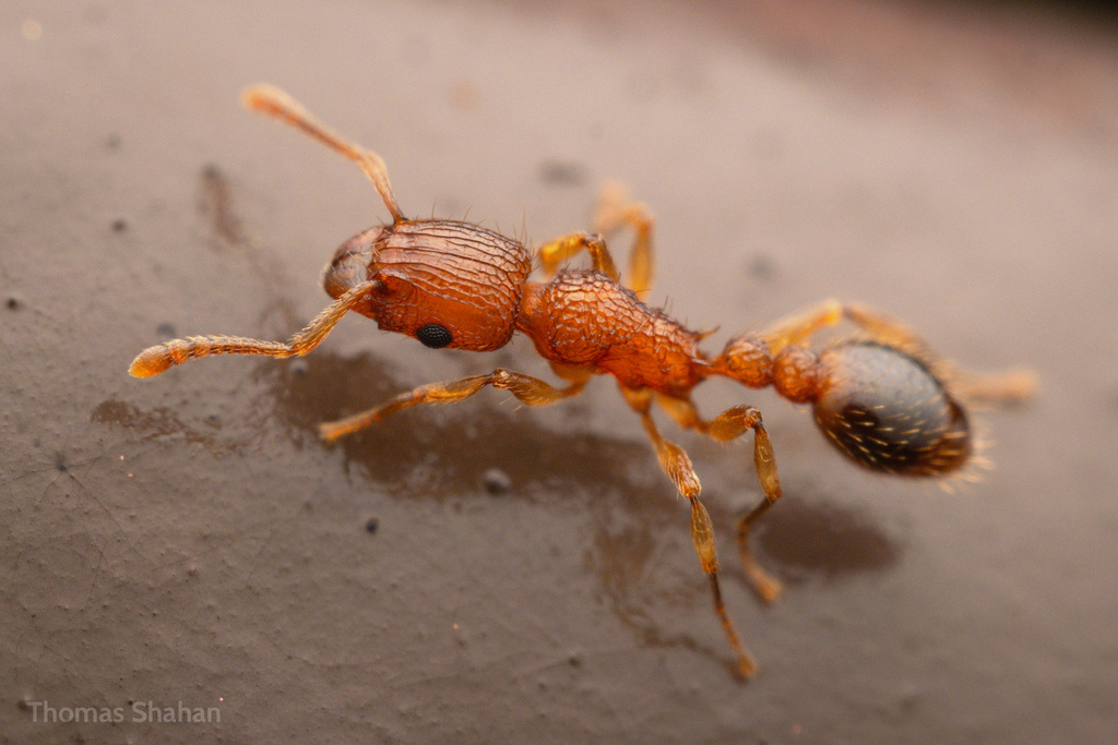 Bicolored Pennant Ant