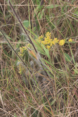 Hieracium longipilum