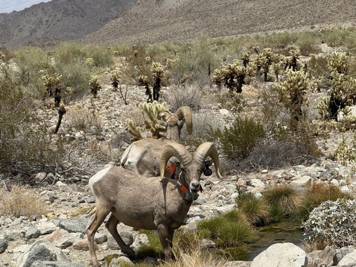 iNaturalist observation photo of Bighorn Sheep