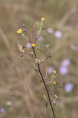 Hieracium longipilum