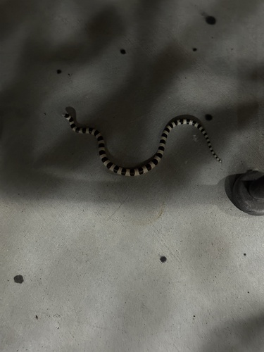 iNaturalist observation photo of Mojave Shovelnose Snake
