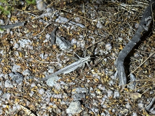 iNaturalist observation photo of Sooty Longwing