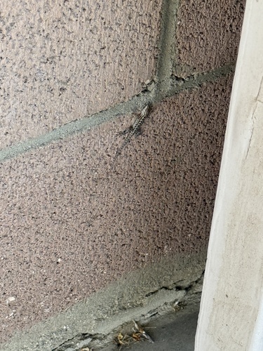 iNaturalist observation photo of Western Side-blotched Lizard