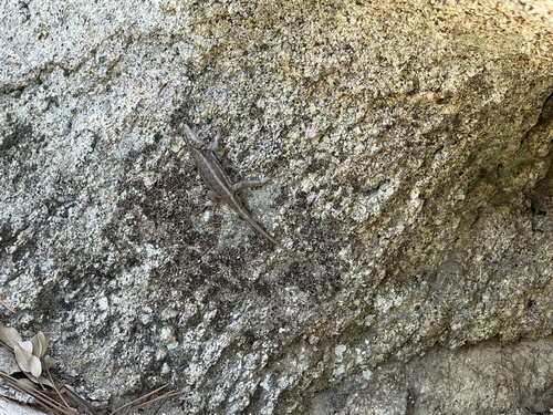 iNaturalist observation photo of Southern Sagebrush Lizard