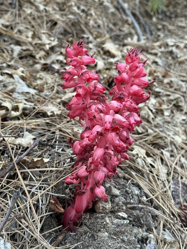 iNaturalist observation photo of Snowplant