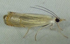 Parapediasia decorellus