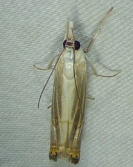 Parapediasia decorellus