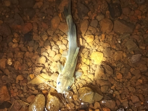 Jerdon's mystus (Mystus malabaricus) — Bagridae — 4