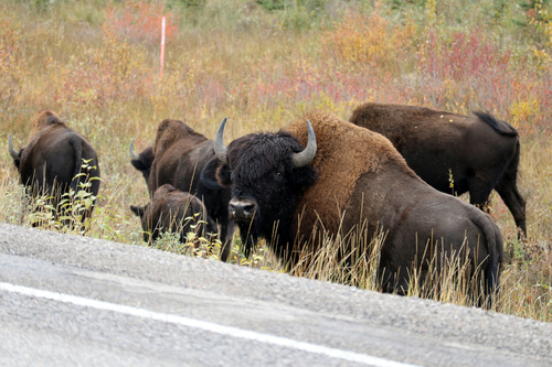 Wood Bison