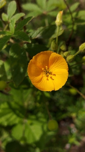 Piriqueta racemosa observed 2025-06-07