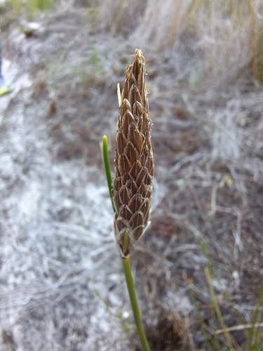 Fire Clubrush (Ficinia deusta)