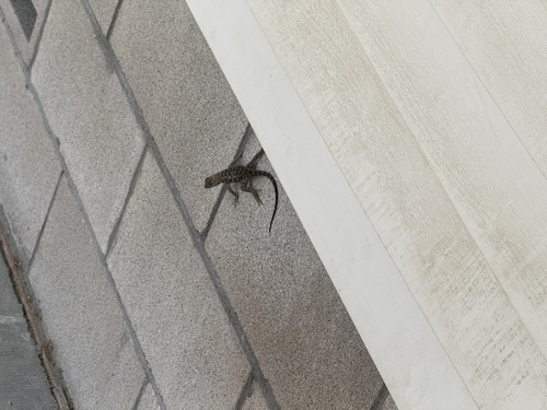 iNaturalist observation photo of Desert Spiny Lizard