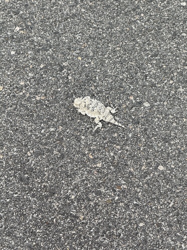 iNaturalist observation photo of Desert Horned Lizard