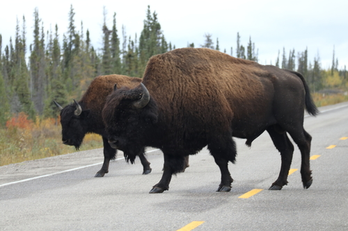 Wood Bison