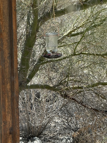iNaturalist observation photo of Verdin