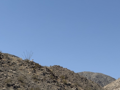iNaturalist observation photo of ocotillo