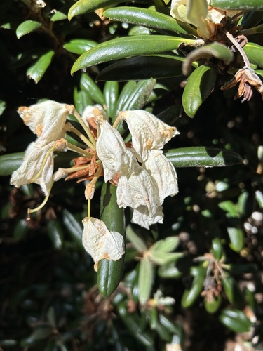 Rhododendron degronianum iNat (1)