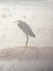 Egretta gularis