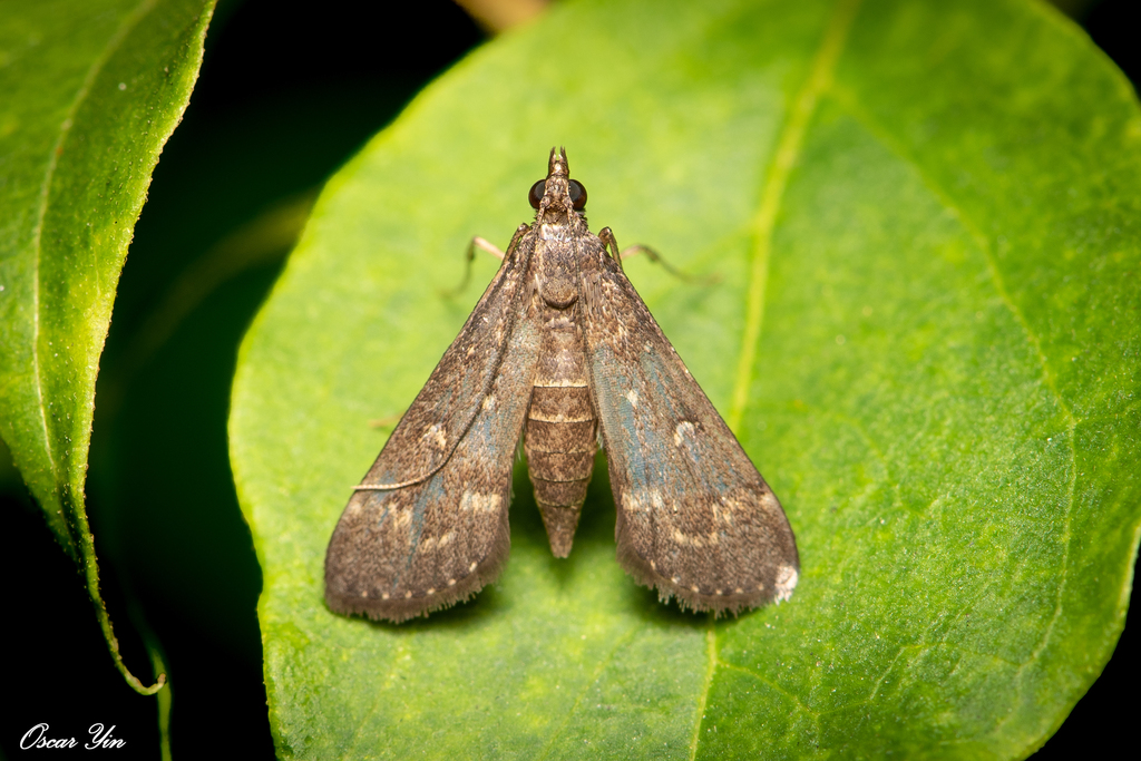 Symmoracma minoralis