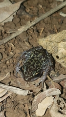 Eleutherodactylus leprus