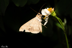 Oxyodes scrobiculata