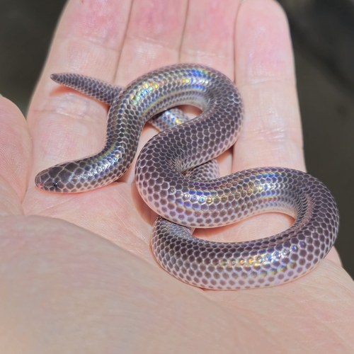 Hainan Sunbeam Snake